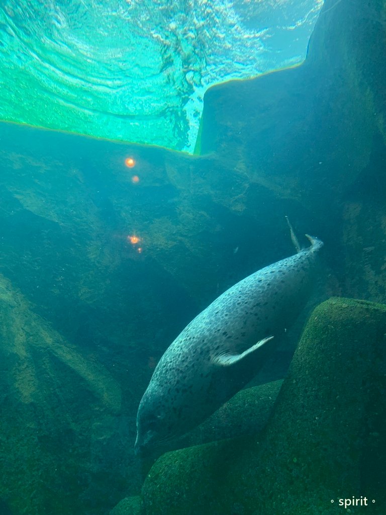 北海道親子夏日遊記(16)｜旭川景點－旭山動物園