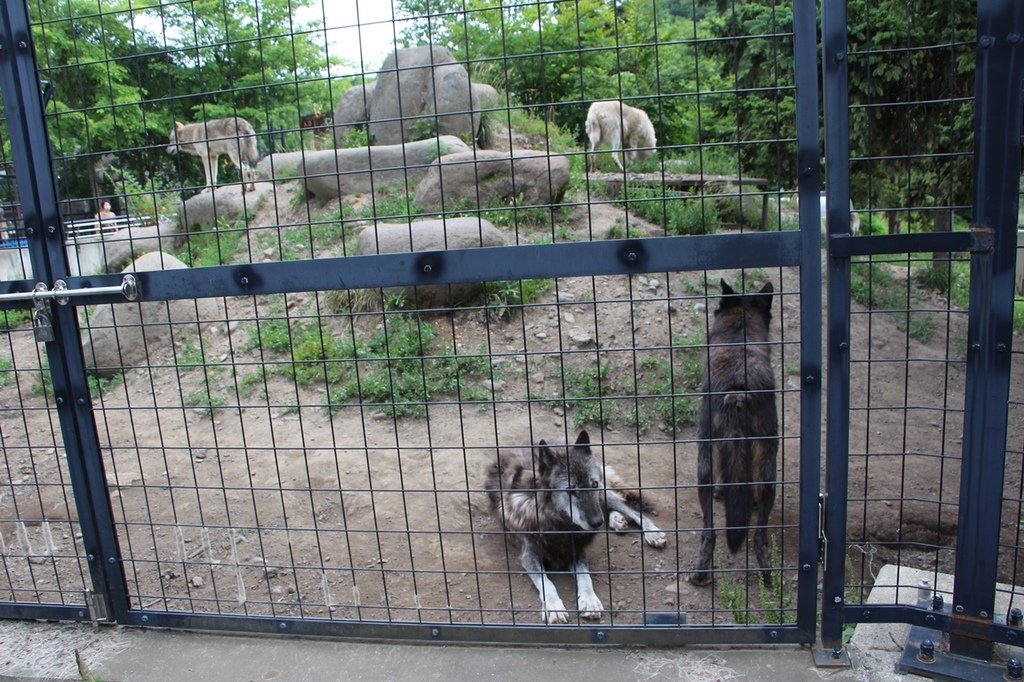 北海道親子夏日遊記(16)｜旭川景點－旭山動物園