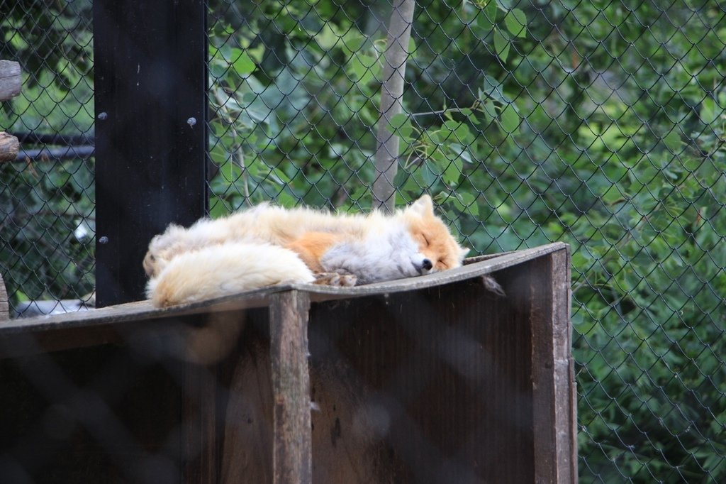 北海道親子夏日遊記(16)｜旭川景點－旭山動物園