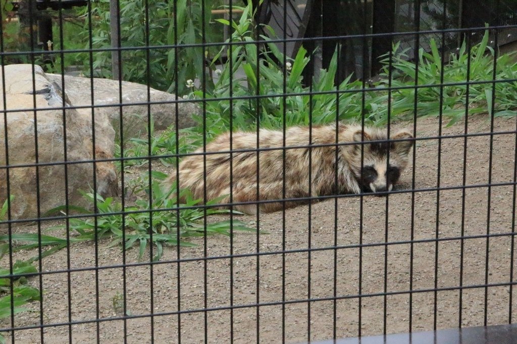 北海道親子夏日遊記(16)｜旭川景點－旭山動物園