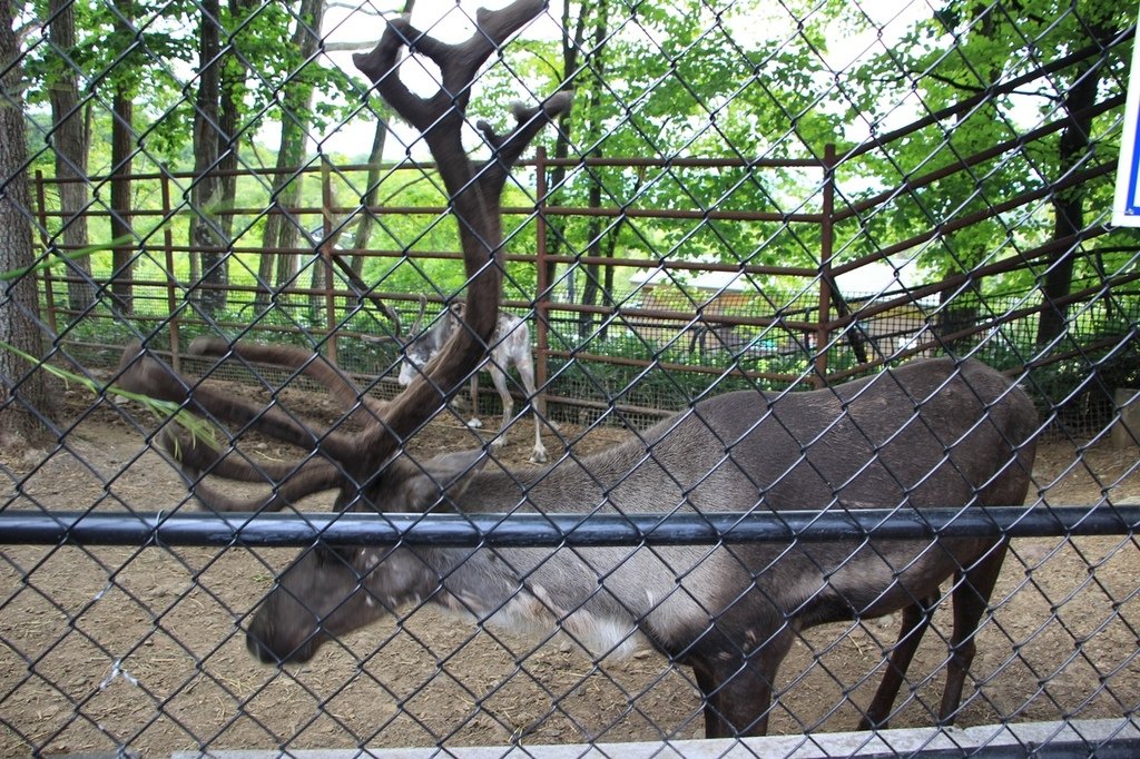 北海道親子夏日遊記(16)｜旭川景點－旭山動物園