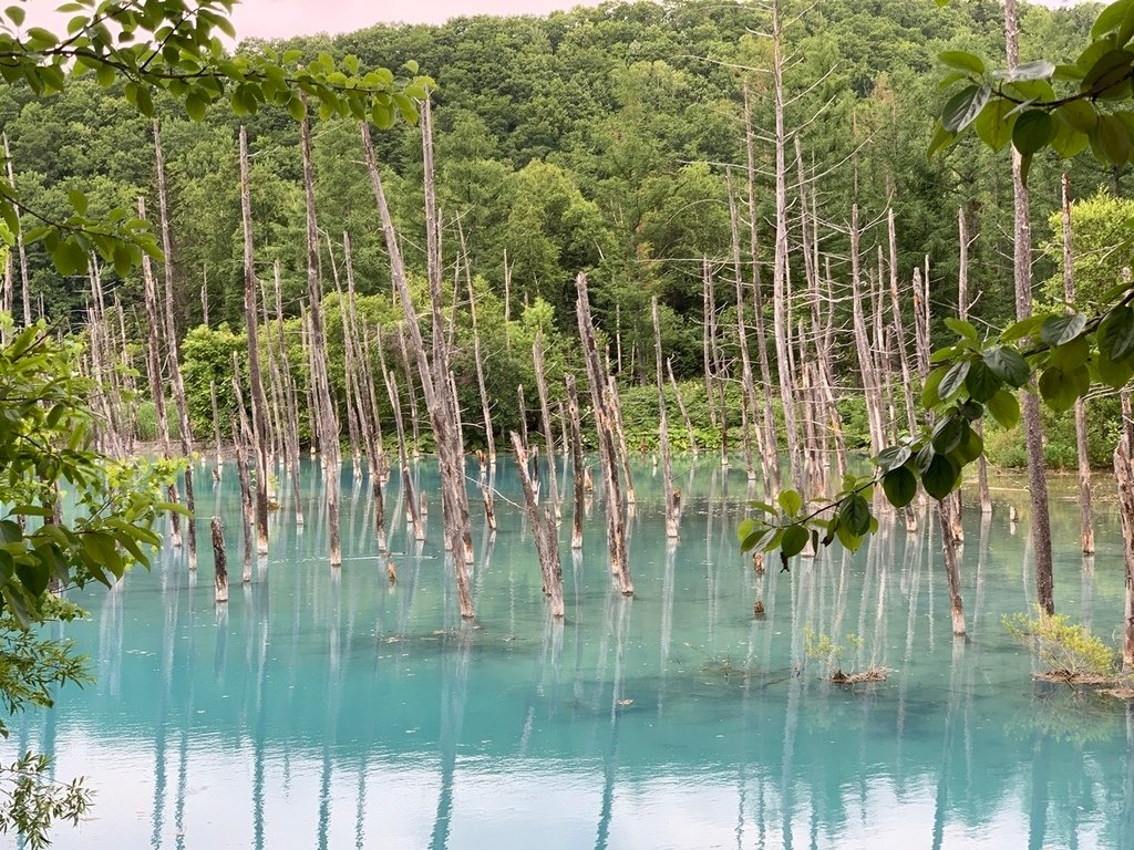 北海道親子夏日遊記(23)｜美瑛景點－白金 青池 / 白金青