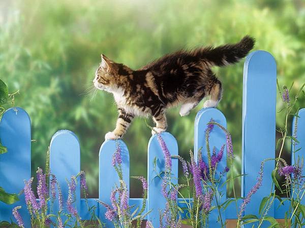 The_Cat_on_the_Garden_Fence__Wallpaper_njket