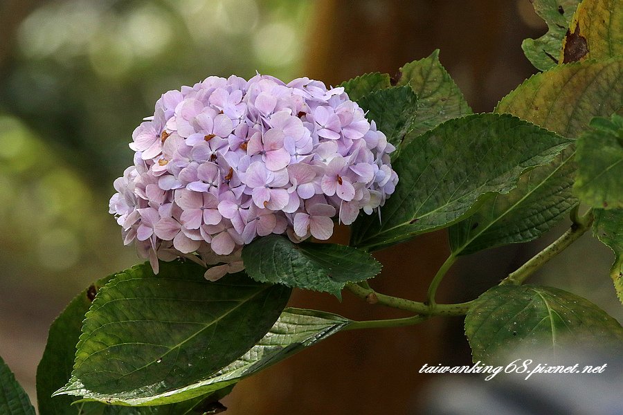 杉林溪繡球花_WUJIPIXNET