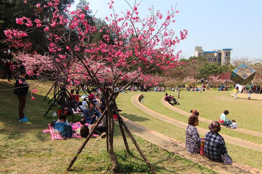 新竹公園的河津櫻_20160303WUJIPIXNET