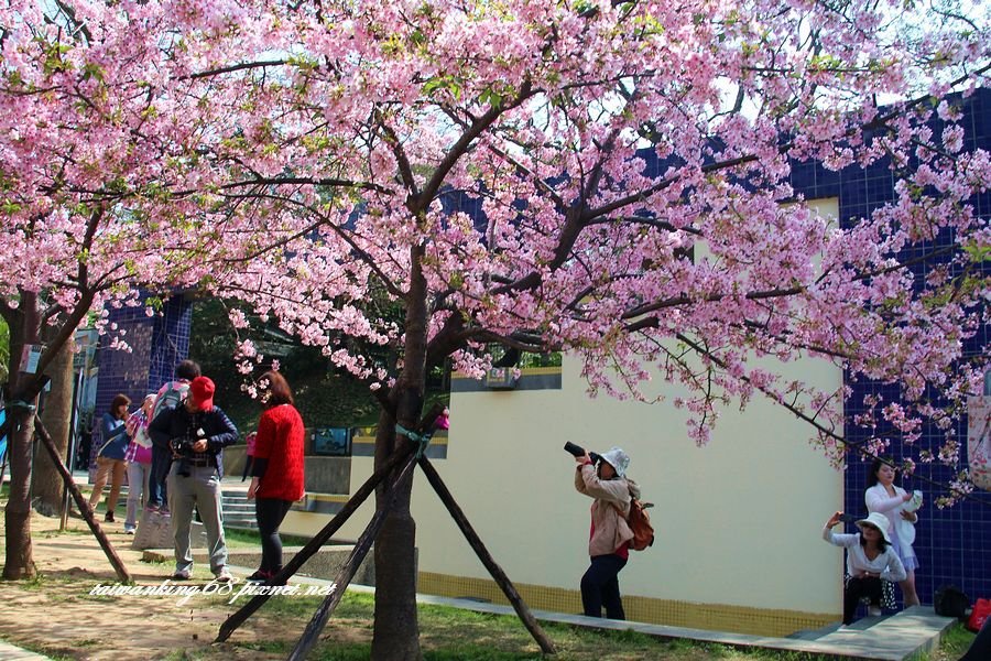 新竹公園的河津櫻_20160303WUJIPIXNET