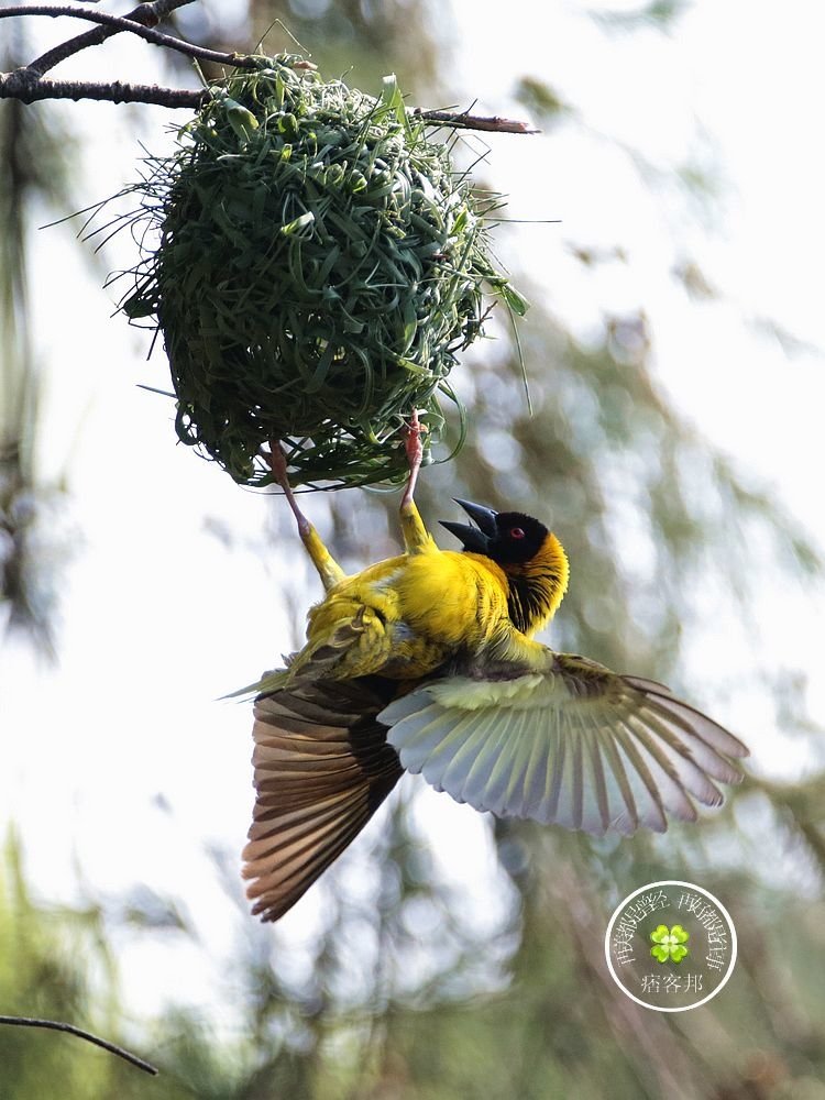 織布鳥