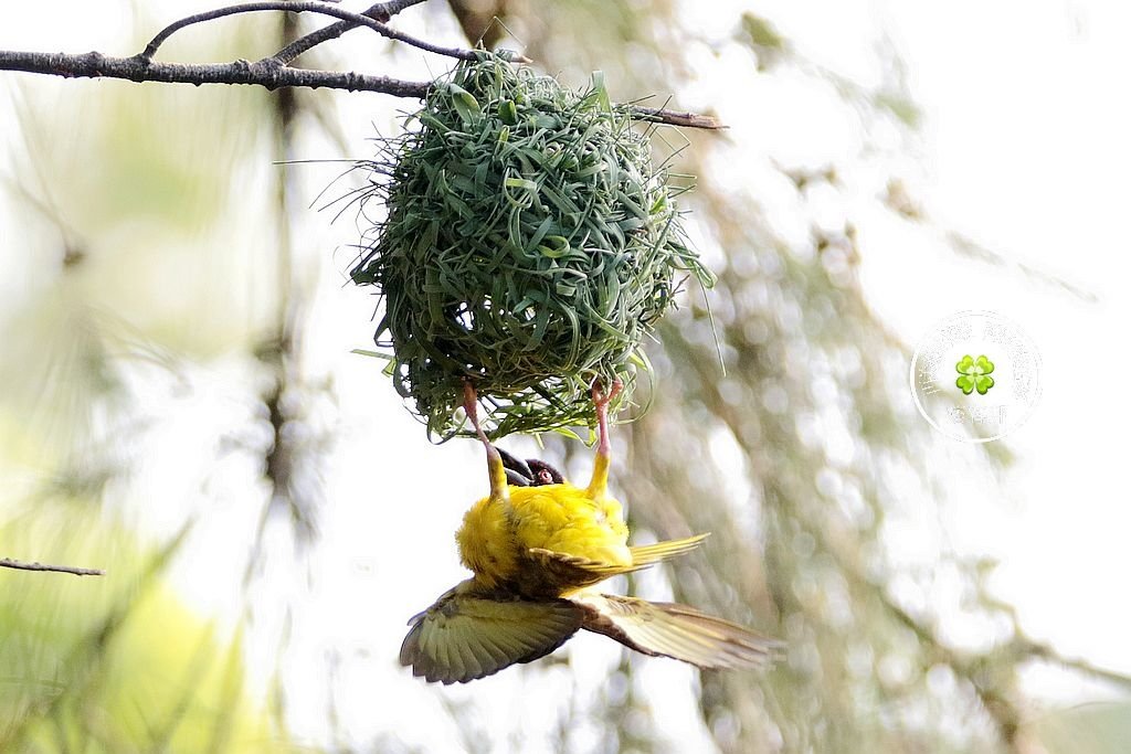 織布鳥