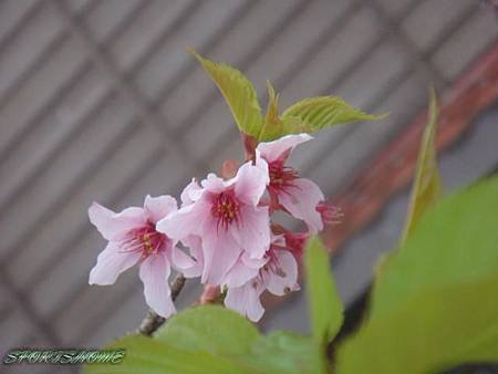 DSC07200.JPG