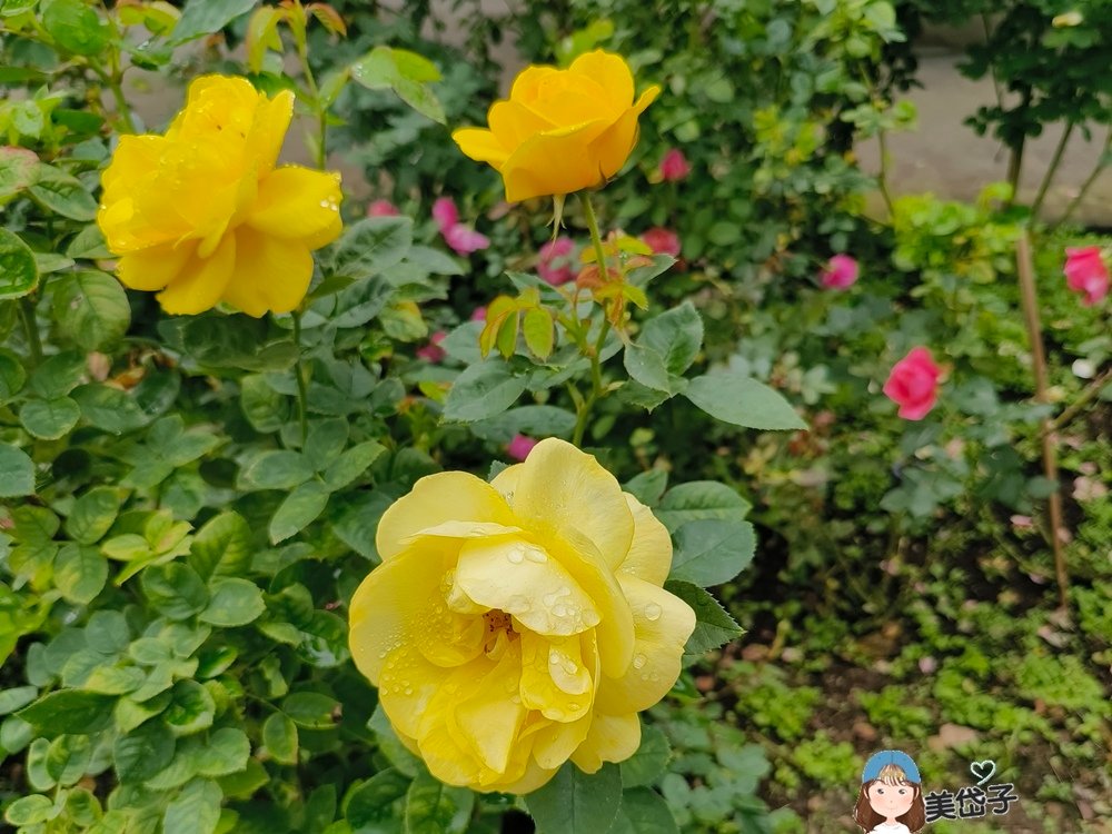 雅聞七里香15-6.jpg