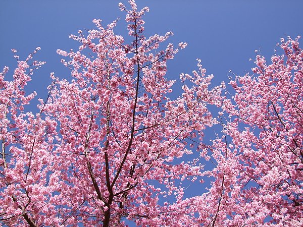 DSCF3194.JPG