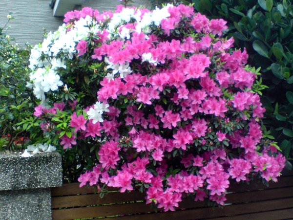 DSC01263.JPG