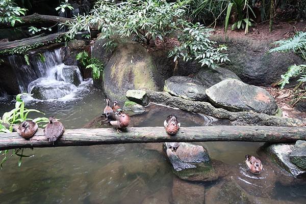 新加坡。親子遊的好去處『新加坡動物園』，超適合讓孩子來這寫學