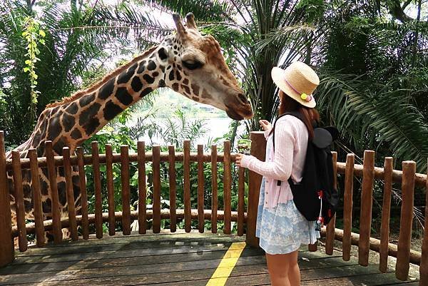 新加坡。親子遊的好去處『新加坡動物園』，超適合讓孩子來這寫學