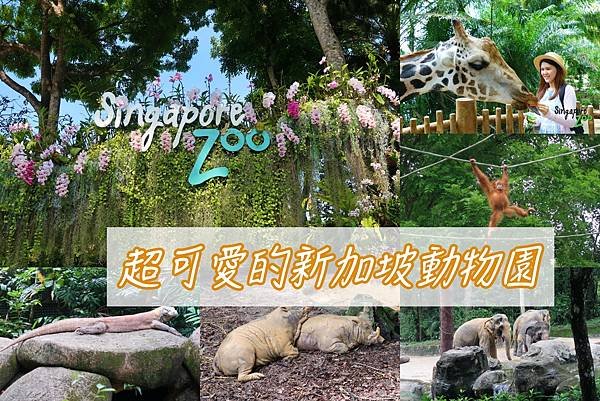 新加坡。親子遊的好去處『新加坡動物園』，超適合讓孩子來這寫學