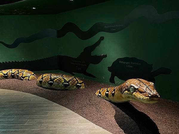 新加坡。親子遊的好去處『新加坡動物園』，超適合讓孩子來這寫學