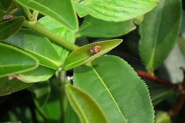 茶園裏的蜘蛛