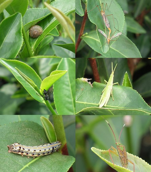 茶園昆蟲組圖.jpg