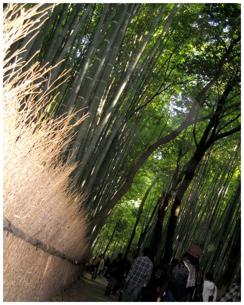 Bamboo_03.jpg