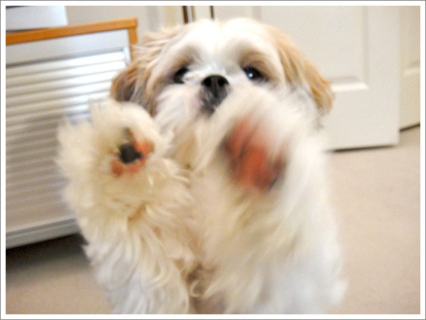 Dog_43.jpg