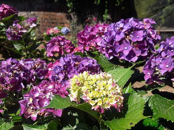 20180612_093503012---1--.JPG