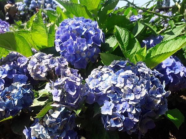 20180612_093639012---1--.JPG