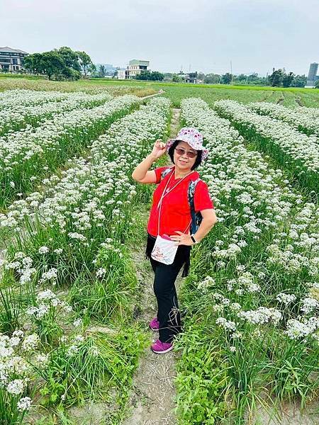 2023年大溪韭菜花田~~九月雪我又來了