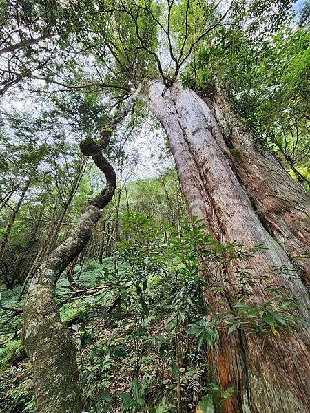 宜蘭太平山深度之旅四日遊(六)棲蘭山莊~~馬告生態神木園區