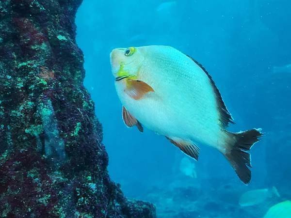 新加坡自由行五日遊(六) SEA水族館