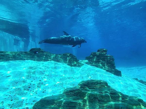 新加坡自由行五日遊(六) SEA水族館