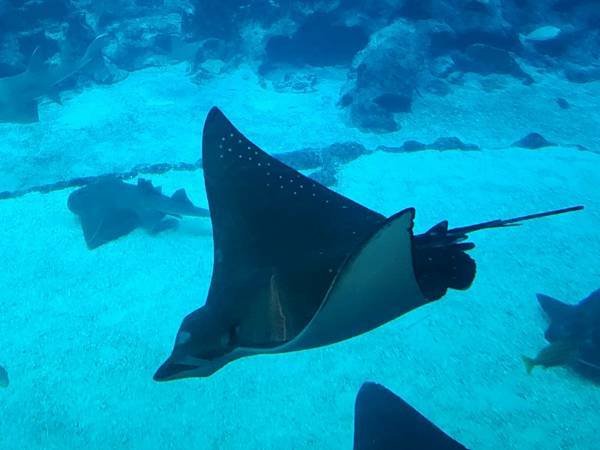 新加坡自由行五日遊(六) SEA水族館