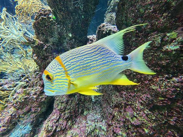 新加坡自由行五日遊(六) SEA水族館