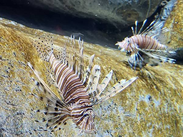 新加坡自由行五日遊(六) SEA水族館