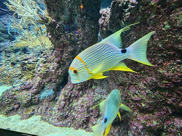 新加坡自由行五日遊(六) SEA水族館