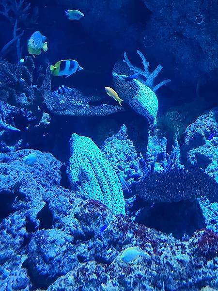 新加坡自由行五日遊(六) SEA水族館