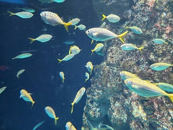 新加坡自由行五日遊(六) SEA水族館