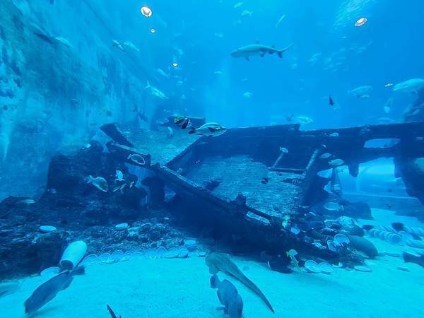 新加坡自由行五日遊(六) SEA水族館