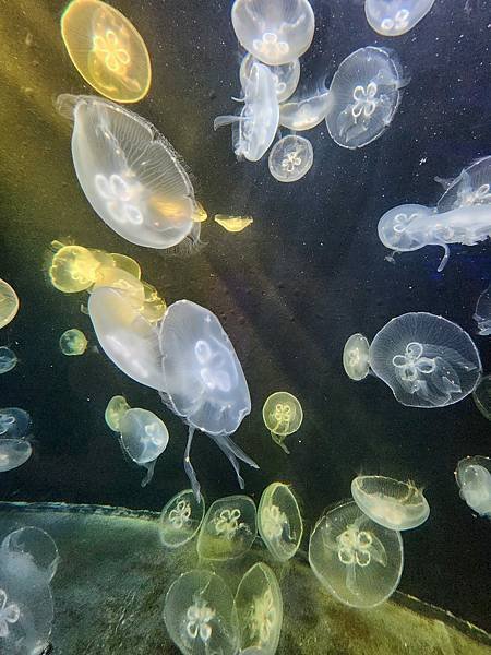 新加坡自由行五日遊(六) SEA水族館