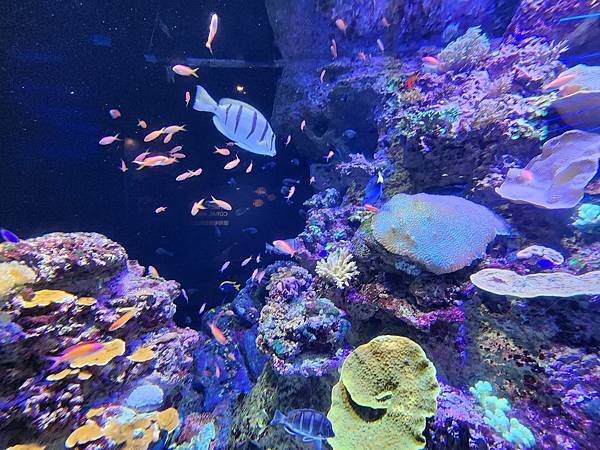 新加坡自由行五日遊(六) SEA水族館