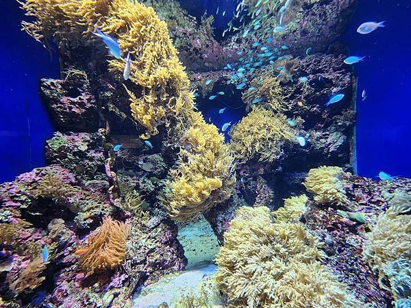 新加坡自由行五日遊(六) SEA水族館