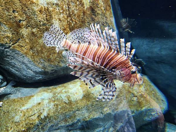 新加坡自由行五日遊(六) SEA水族館