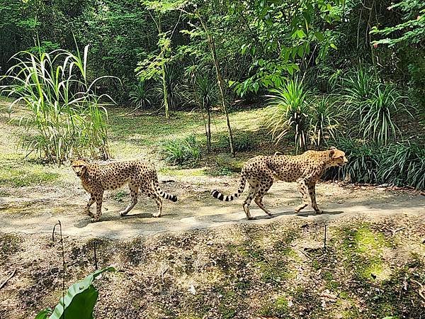 新加坡自由行五日遊(十) 新加坡動物園