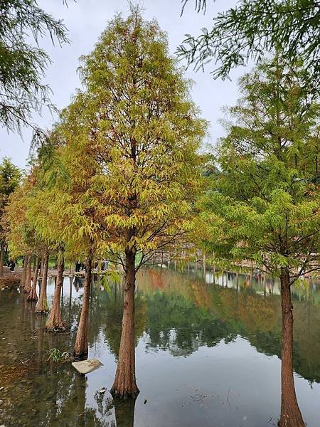 再訪月眉濕地落羽松