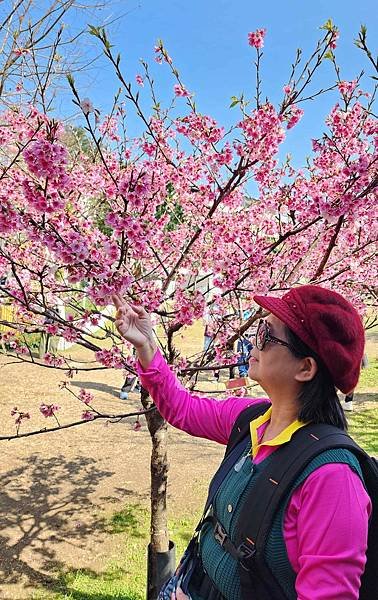 【台北賞櫻景點】東湖樂活公園賞櫻&amp;內溝溪步道粉嫩浪漫櫻花