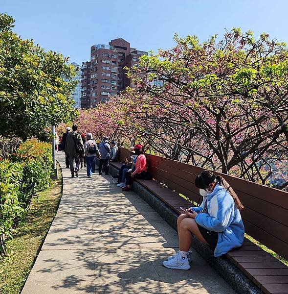 【台北賞櫻景點】東湖樂活公園賞櫻&amp;內溝溪步道粉嫩浪漫櫻花