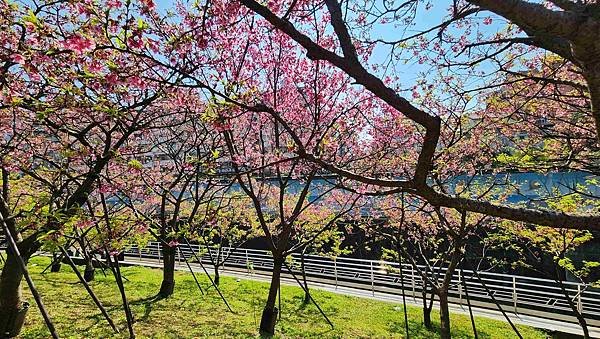 【台北賞櫻景點】東湖樂活公園賞櫻&amp;內溝溪步道粉嫩浪漫櫻花