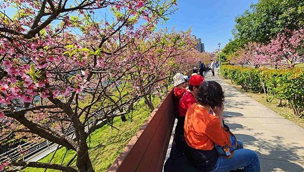 【台北賞櫻景點】東湖樂活公園賞櫻&amp;內溝溪步道粉嫩浪漫櫻花