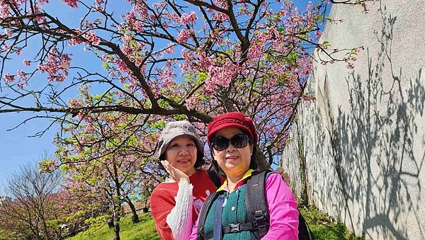 【台北賞櫻景點】東湖樂活公園賞櫻&amp;內溝溪步道粉嫩浪漫櫻花