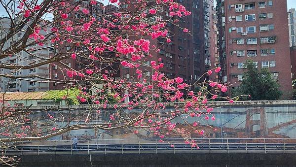 【台北賞櫻景點】東湖樂活公園賞櫻&amp;內溝溪步道粉嫩浪漫櫻花