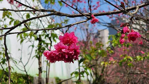 【台北賞櫻景點】東湖樂活公園賞櫻&amp;內溝溪步道粉嫩浪漫櫻花